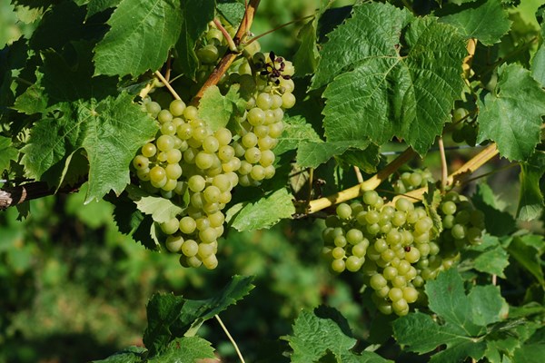 Vineyard Tour with Lunch for Two in Cambridgeshire Vineyard Tour with Lunch for Two in Cambridgeshire