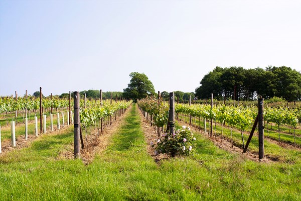 Guided Tour with Wine Tasting at Downsview Vineyard for Two picture