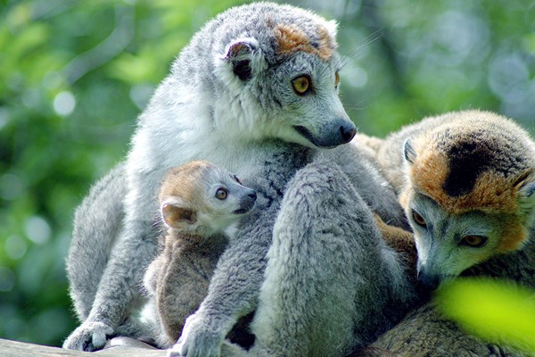 Meet the Animals at Bristol Zoo and Drink with Entry for Two Meet the Animals at Bristol Zoo and Drink with Entry for Two