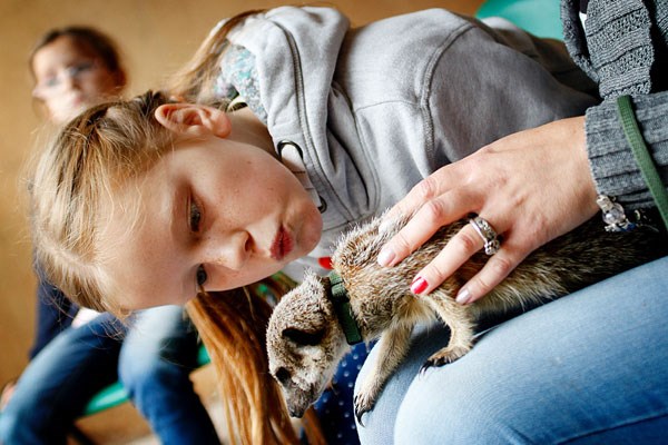 2 for 1 Meerkat Experience at Hoo Zoo & Dinosaur World for Two