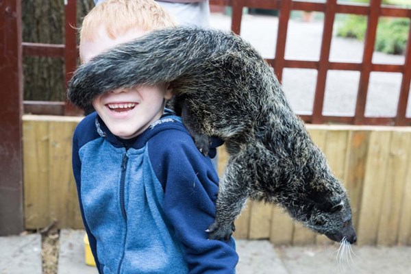 2 for 1 Binturong Experience at Hoo Farm Animal Kingdom for Two 2 for 1 Binturong Experience at Hoo Farm Animal Kingdom for Two