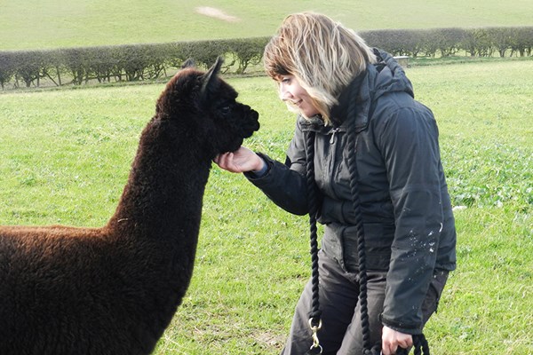 Alpaca Walk with Sparkling Afternoon Tea at Charnwood Forest Alpacas for Two