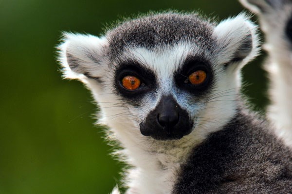 Meet and Greet Lemur Experience at Bristol Zoo Gardens | Red Letter Days