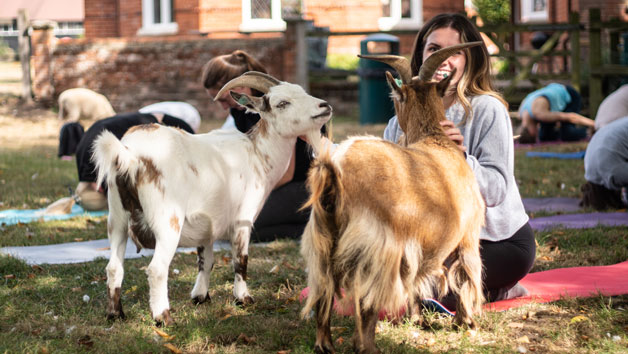 Goat Yoga Class with DMYoga For Two picture