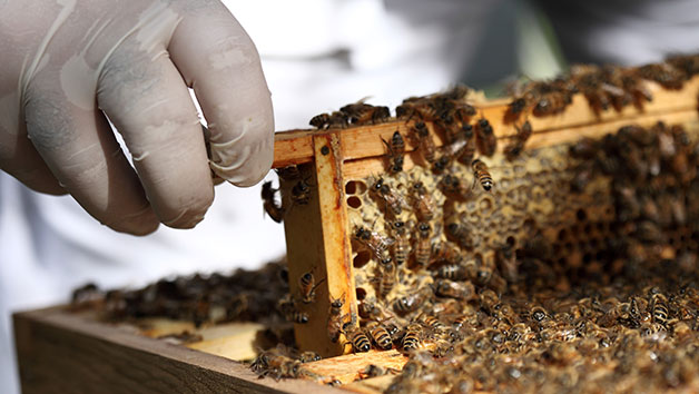 London Beekeeping and Beer Tasting Experience for Two