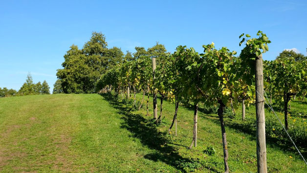 Vineyard Tour and Tasting at Chilford Hall Vineyard for Two