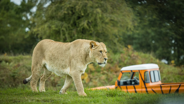 Safari Off Road Adventure at Woburn Safari Park for Up to Four picture