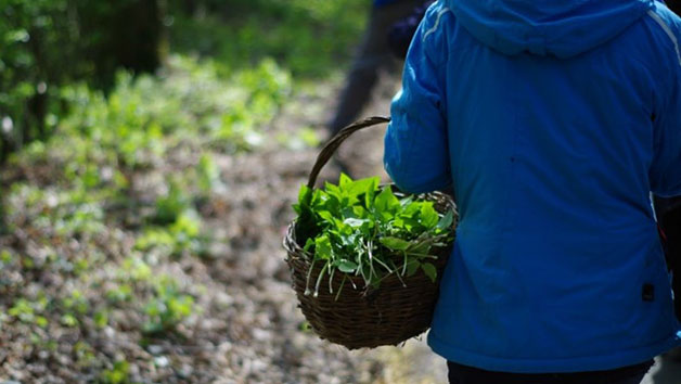 Forage and Cook Experience with Totally Wild UK for One
