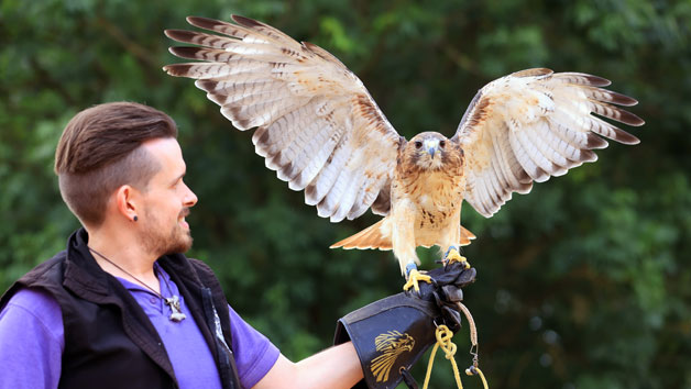 One-Hour Birds of Prey Flying Display at Hobbledown Heath Hounslow for Two