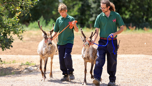 Feed the Reindeer at Hobbledown Heath Hounslow for Two