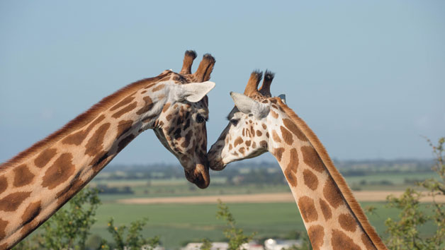 Port Lympne Reserve Ranger Tour with Entry for Two picture