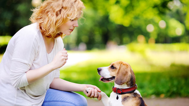 Pet Sitting and Dog Walking Diploma Online Course for One Person