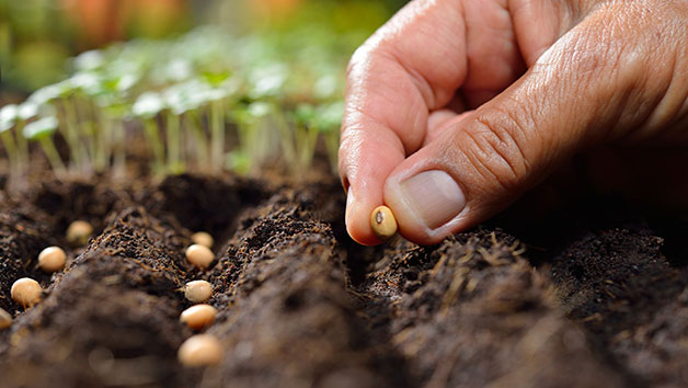 Online Peer Royal Horticultural Society Level 2 Plant Nutrition and Roots Course for One Person