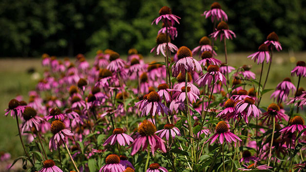 Online Course in Professional Planting Design in a Virtual Classroom