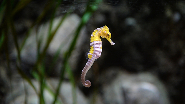 Two Entry Tickets to SEA LIFE Blackpool