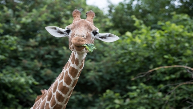 Entry for One Child to Whipsnade Zoo