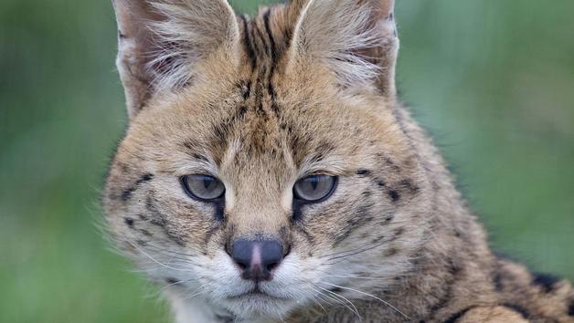 Wildcat Experience at Ark Wildlife Park for Two