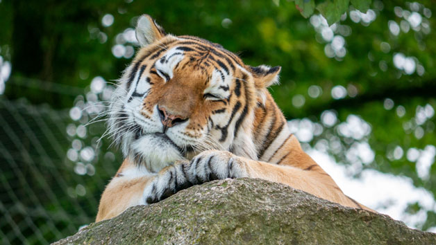 Meet the Tiger Experience at Dartmoor Zoo for Two