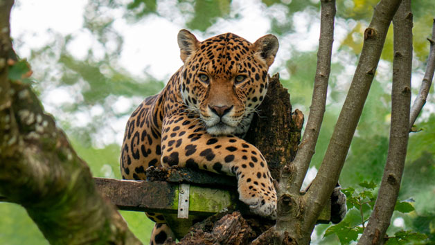 Big Cat Keeper Experience at Dartmoor Zoo for Two