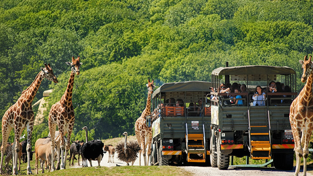 Entry to Port Lympne Reserve with Truck Safari and Afternoon Tea for Two picture