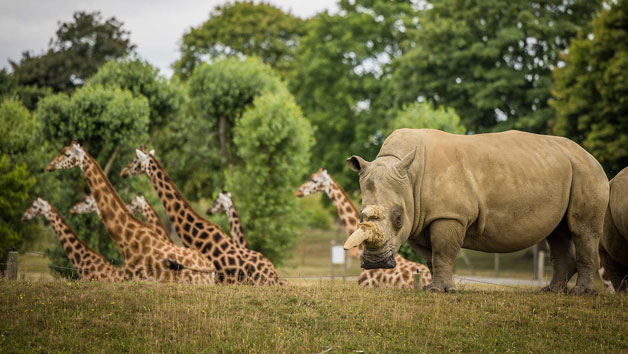 One Hour Rhino and Giraffe Up Close Encounter for Two with Admission to Woburn Safari Park picture