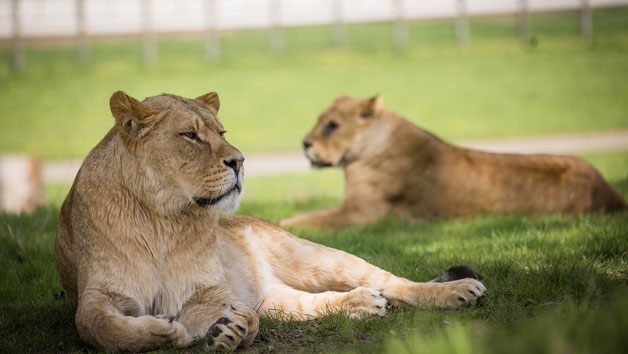 Meet and Feed the Big Cats at Woburn Safari Park for Up to Four picture
