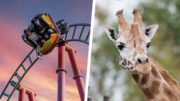 Entry to Chessington World of Adventures and VIP Giraffe Safari for Two picture