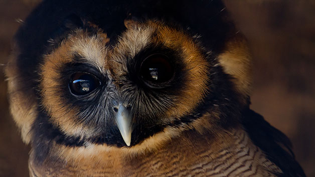 Owl Encounter at Millets Farm Falconry Centre for Two People, Oxfordshire