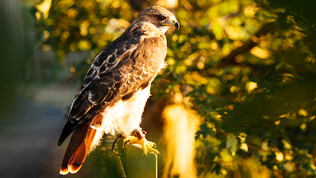 Half Day Falconry Experience for Two at Coda Falconry Half Day Falconry Experience for Two at Coda Falconry
