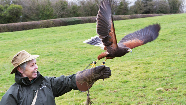 2 for 1 Hawk Walk Experience for Two at Hawksflight Falconry