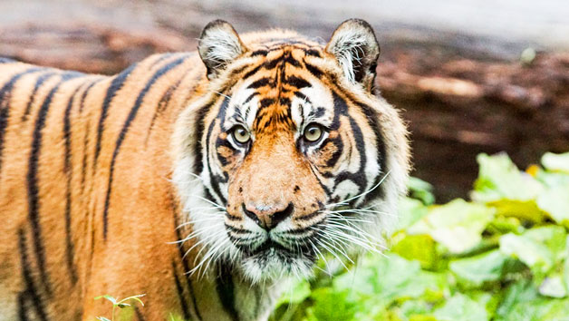 Entry for Two Adults to London Zoo