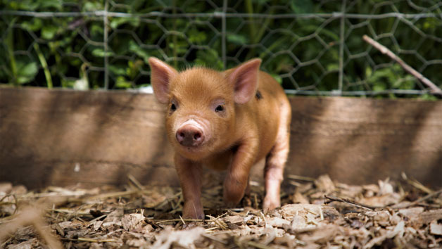 Piggy Pet and Play at Kew Little Pigs for Two