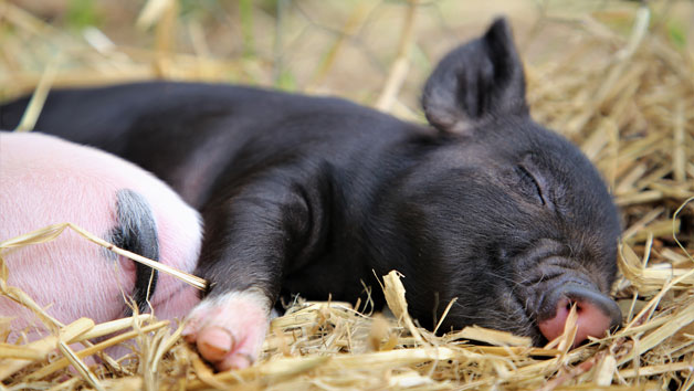 Piggy Pet and Play at Kew Little Pigs for One Child