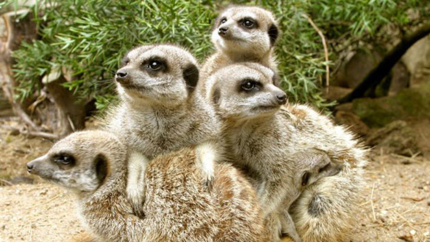 Meerkat Experience at Drusillas Zoo Park for One