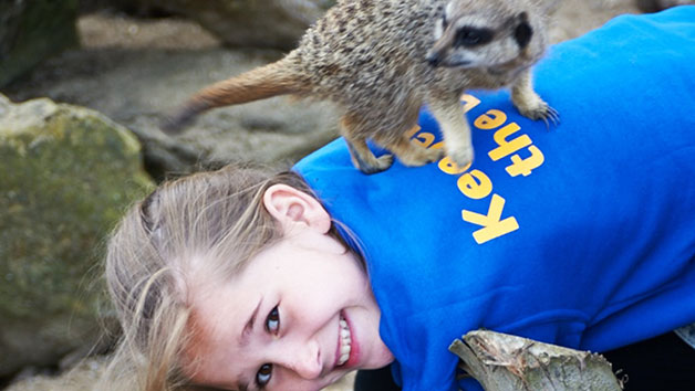 Zookeeper Experience Day at Drusillas Zoo Park for One