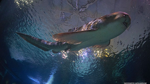 Diving with Sharks Experience at Skegness Aquarium, Special Offer