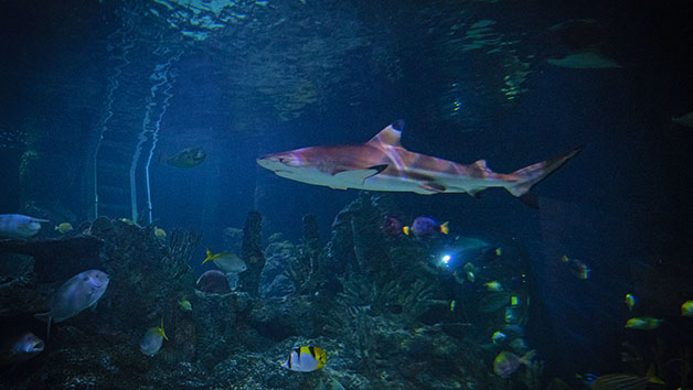 Diving with Sharks Experience at Skegness Aquarium for Two