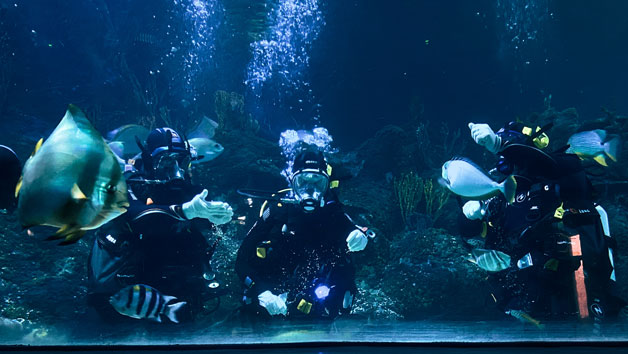 Diving with Sharks Experience at Skegness Aquarium for One