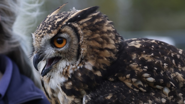 A Bird of Prey Falconry Experience for Two picture