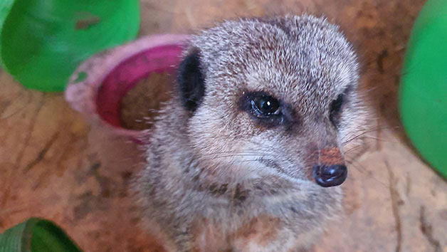 Meet the Meerkats Experience for Two People at Lucky Tails Alpaca Farm