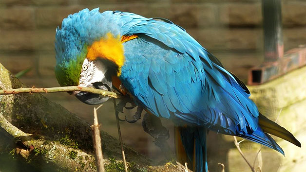 Beale Wildlife Park and Gardens Entry for Two Adults Beale Wildlife Park and Gardens Entry for Two Adults