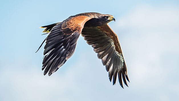 40 Minute Hawk Walk for Two at Millets Falconry