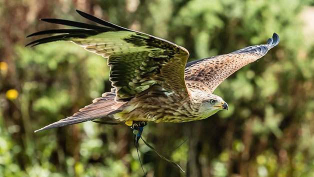 VIP Falconry Day for One in Oxfordshire