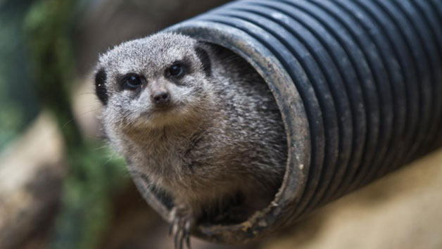 Meet the Meerkats at Northumberland College Zoo for Two
