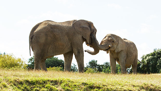 Entry to Howletts Wild Animal Park for Two Adults with Animal Adoption