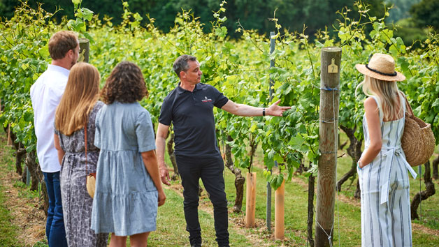Vineyard Tour and Wine Tasting for Two at Chapel Down Winery, Kent