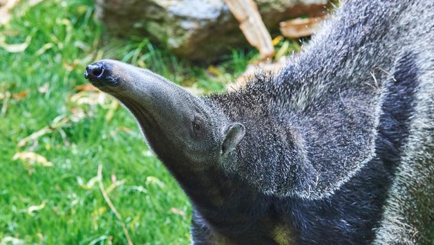 Giant Anteater Close Encounter Experience at Drusillas Park Zoo for Two