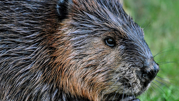 Capybara and Beaver Close Encounter Experience at Drusillas Park Zoo for Two