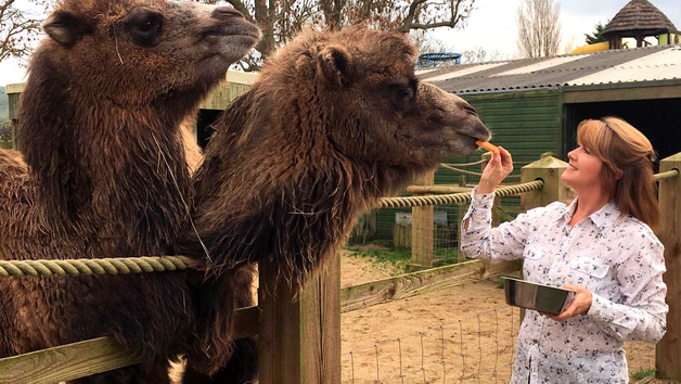 Camel Close Encounter Experience at Drusillas Park Zoo for Two