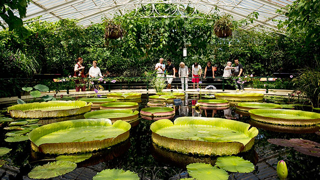 Family Entry to Kew Gardens and Palace for Two Adults and Two Children